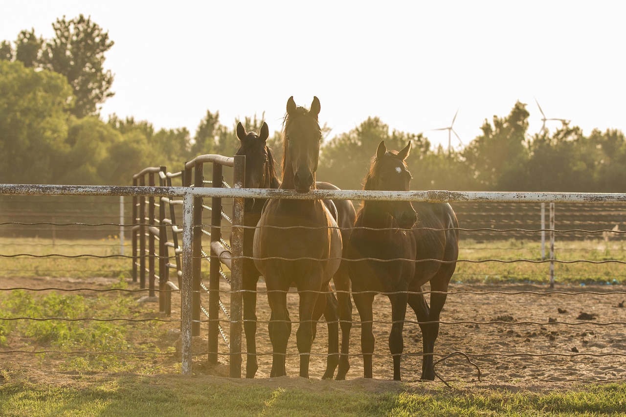 Local Fence Considerations for Edmond